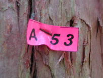 �͘F���ƉΔ��̓���E����R�R